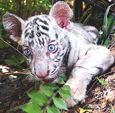 A female white tiger cub Rashmi plays at Sanjay Gandhi National Park in Mumbai on Tuesday. Separated from its mother, the 78-day-old cub is being looked after by park officials.