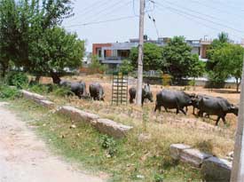 Buffaloes graze in the open areas of Rajguru Nagar adding to insanitary conditions in the locality