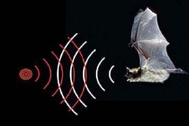 The distance between pressure pulses in a bats ultrasonic chirps and echoes (represented by white and red wave outlines, respectively) determines how small a target the predator can detect.