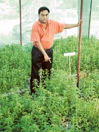 Mr Narinder Singh with his Stevia plants