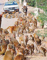 Monkey menace on fringe areas of forests in Haryana is increasing