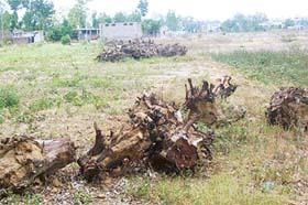 Uprooted portions of some trees felled from the land of Government Senior Secondary School, Lamini, near Pathankot