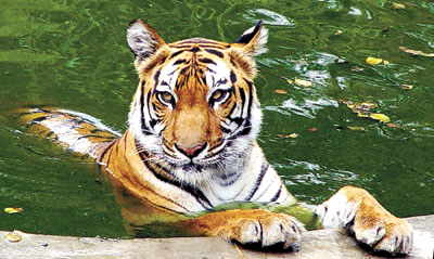 A tiger cooling off at the Delhi Zoo