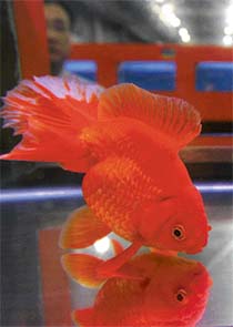 A man looks at fish tanks containing Gold Fish at Aquarama 2005 at the Singapore Expo exhibition hall