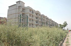 Congress grass seems to have taken over all vacant land.