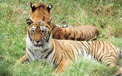 There seems to be no respite from scorching heat for the pair of tigers