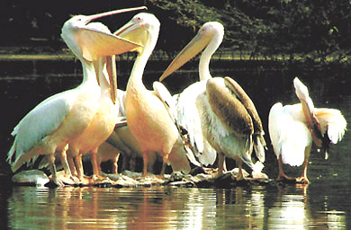 Ducks taking a breather at the Delhi Zoo