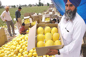 An elated Tarlochan Singh of Bhalana Village in Kapurthala district shows a golden musk melon