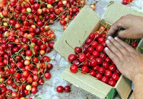 A Kashmiri boy packs cherry in his garden at Harwan