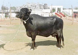 A Murrah buffalo