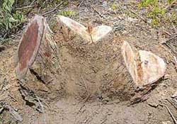The left-over stump of a full grown khair tree illicitly felled in Ladal village near Ropar. 
