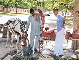 The scorching heat had this hapless horse running for cover and water on this hot Friday afternoon. 