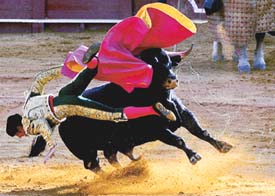 Spanish matador Manuel Escribano finds a bull too hot to handle at the Maestranza bull ring in Seville