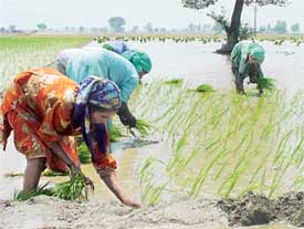 Labourers transplant paddy despite the advice of the PAU and government agencies at a village near Ludhiana on Saturday