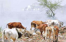 Even as the world celebrated World Environment Day on Sunday, hundreds of tonnes of solid waste generated in Panchkula was burnt at the garbage dump in Sector 23, just behind Gurdwara Nadha Sahib