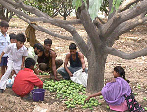 City residents gather mangoes after the storm which lashed Chandigarh on Monday.