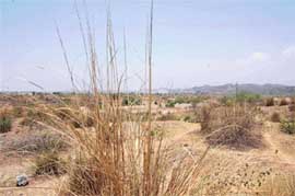 A view of undulating land and wild growth in Sector 25, Panchkula.