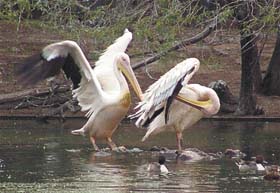 Pelicans beat the heat at the Delhi Zoo