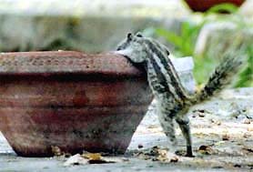 No stones for this thirsty squirrel as it searches for water on this hot summer day.