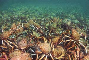 A 50,000-strong swarm of spider crabs converged on a sand plain in Melbourne beach last week, covering a stretch of seafloor the size of a football field