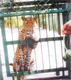 Intriguing India: Leopards of Film City