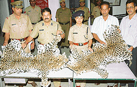 The SP, Panchkula, Mr R.C. Mishra (second from left), shows the leopard skins recovered from a smuggler at Chandi Mandir police station on Sunday.