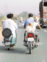 Balancing act: Pillion-riding without any support is this dogs favourite pastime.