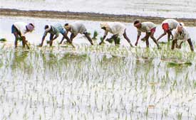 Labourer transplant paddy in a field in Ludhiana