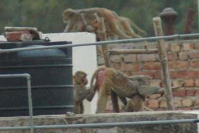 Hundreds of monkeys have descended on houses in Sector 33, Chandigarh, posing threat to residents. 