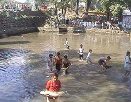 Villagers take out dead fish from sacred pond at Gang Barav village on Sunday.