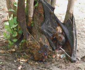 Heat forces a bat family to take shelter under a guava tree in Rakh Bagh in Ludhiana on Tuesday