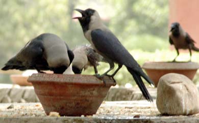 Thirsty crows drink water from pots placed at Rakh Bagh Bird Sanctuary in Ludhiana on Tuesday afternoon