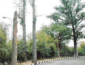 Semal trees, originally planted in the region for ornamental purposes, are suddenly drying up. This picture shows the extent of damage in Chandigarh.
