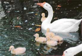 A duck with its ducklings beats the heat in the cool environs of a pool in Tiger Safari