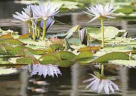 Lotus flowers are in full bloom on the Government College of Art campus in Sector 10, Chandigarh on Friday.