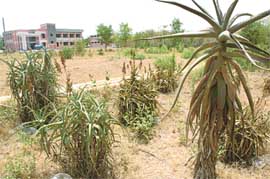 Dried medicinal plants amidst weeds at the Haryana Institute of Alternative Medicine and Research, Panchkula.