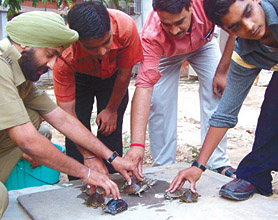 Rare species of turtles captured from poachers being freed by Delhi Police in the Capital on Friday.
