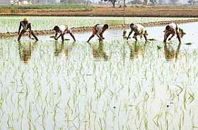 With paddy transplantation at its peak, migrant labourers from Bihar are in great demand