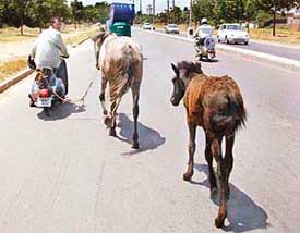 Tribune photographer Karam Singh brought this picture and interesting story