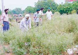 Residents of Phase X remove congress grass from a vacant plot in Mohali