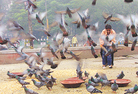 A family whiles away time feeding grains to pigeons on the road side in the Capital on Tuesday.