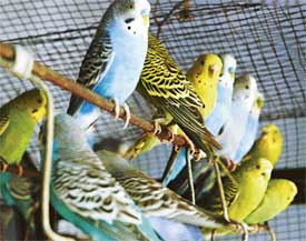 Budgerigars at the Ludhiana zoo