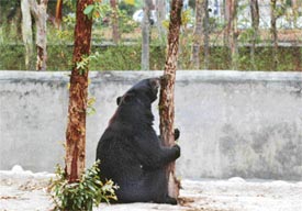 Kala, a Himalayan bear, tries to reconcile with the alien atmosphere he has been placed in, after having been brought from Himalayan lands to Ludhiana zoo