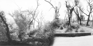 The high mortality rate of shisham and kikar trees has set scientists thinking.