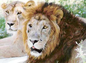 Ruler of the jungle: Vanishing tribe
