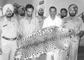 The police with the cheetah skin seized from a Himachal resident, Sanjiv Kumar at the Phase I police station in Mohali on Sunday