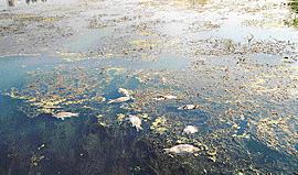 A file photo of dead fish in the Sutlej near Nangal.