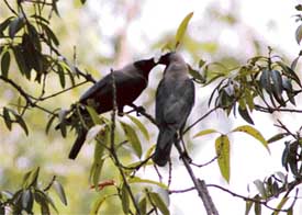 As the weather gets dark and cloudy, two crows share some intimate moments while sitting on a branch of a tree on the PAU campus on Tuesday