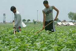 Farmers tend cotton crop at Mianwal village, near Pakistans border, in Amritsar district on Wednesday.