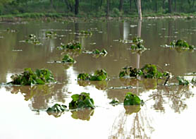 A view of a submerged field in Mari village after a breach in the Kotla branch on Friday.